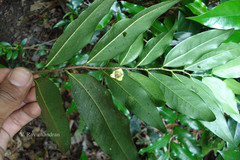 Miliusa flaviviridis